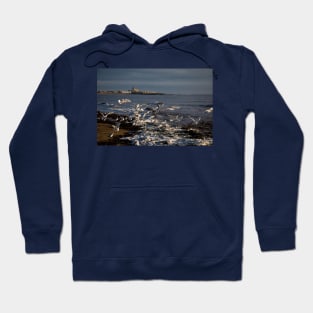 Seagulls feeding amongst the kelp Hoodie